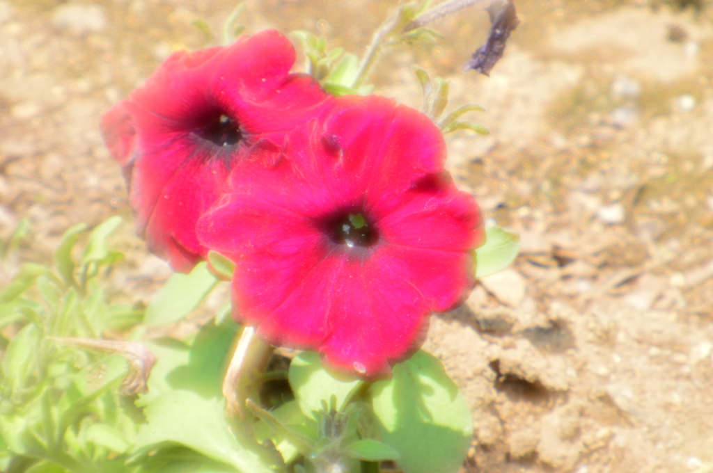 花の芸能人
