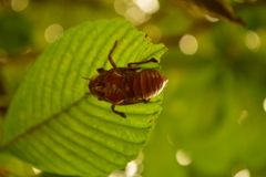 夏に飛び立つ