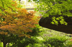 小石川後楽園_1