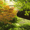 小石川後楽園_1