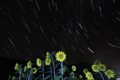 星空の向日葵