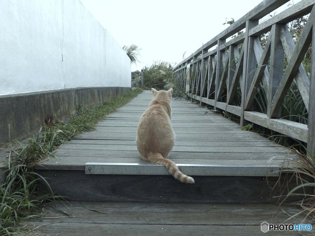 待ち人来ず
