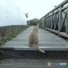 待ち人来ず