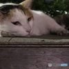 ふーん