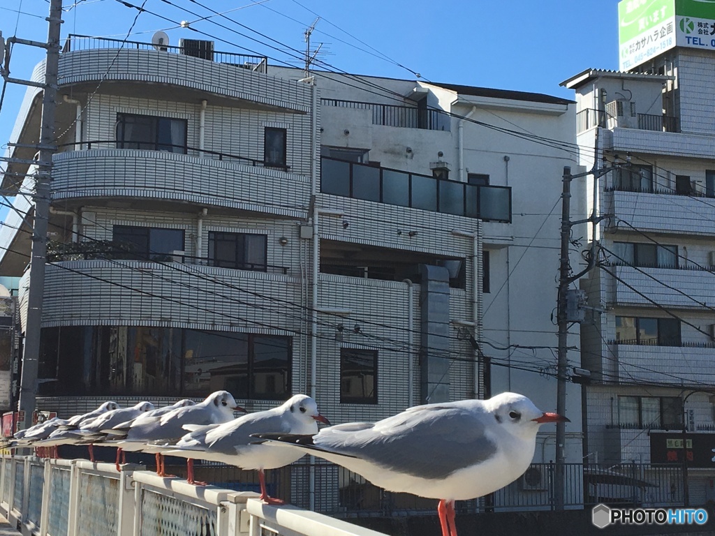 せいれーつ！前ならえ！
