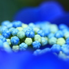 紫陽花②