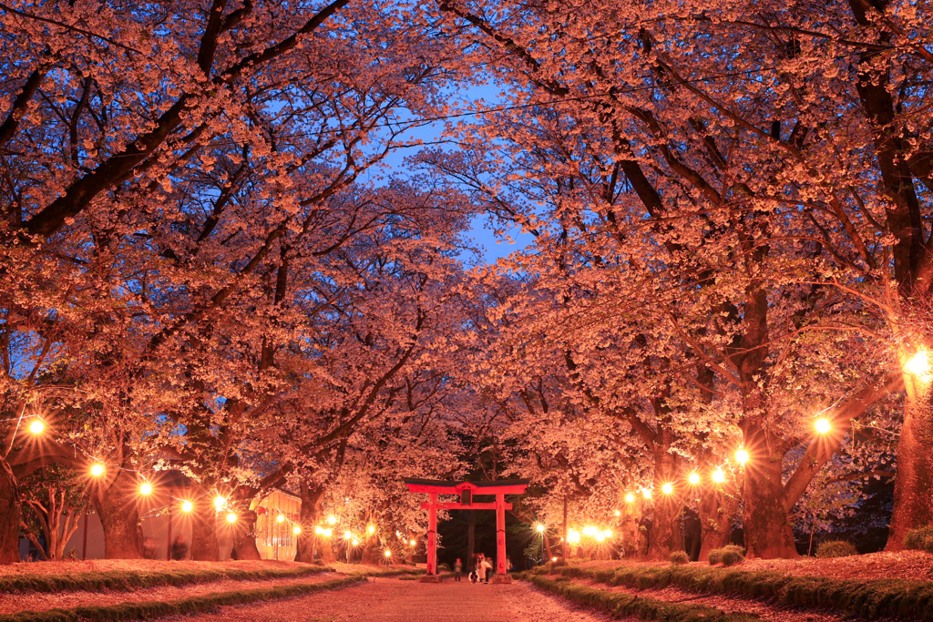 夜桜ちゃん