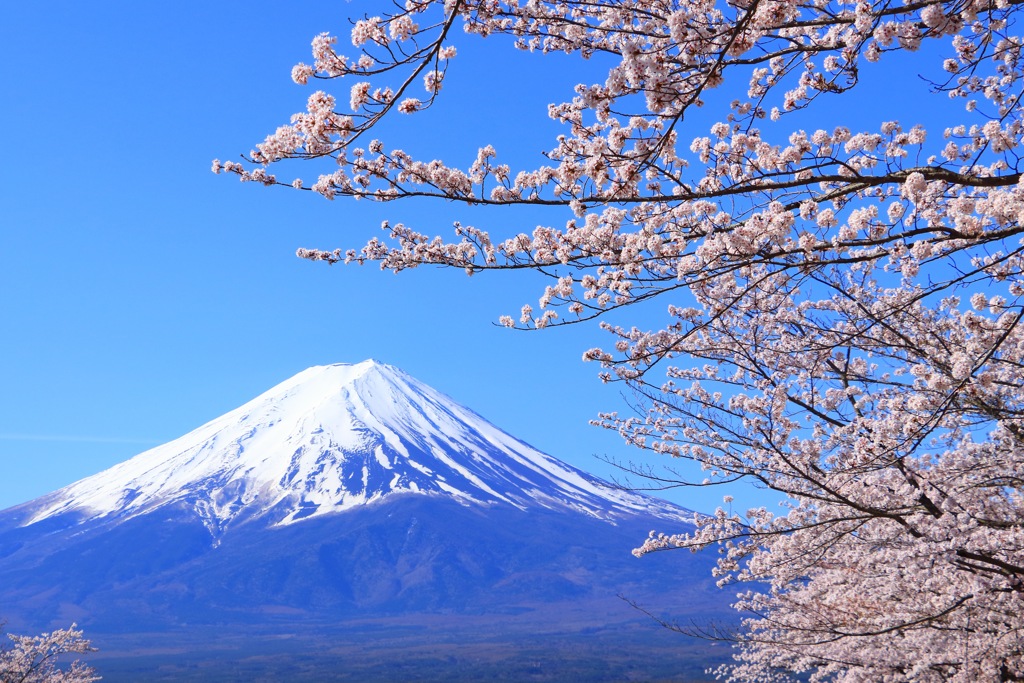 富士と桜