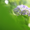 紫陽花①