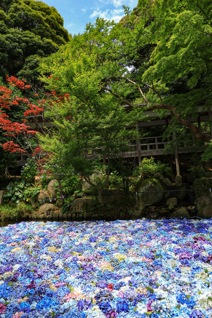 水中花