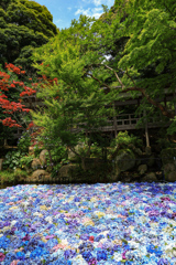 水中花
