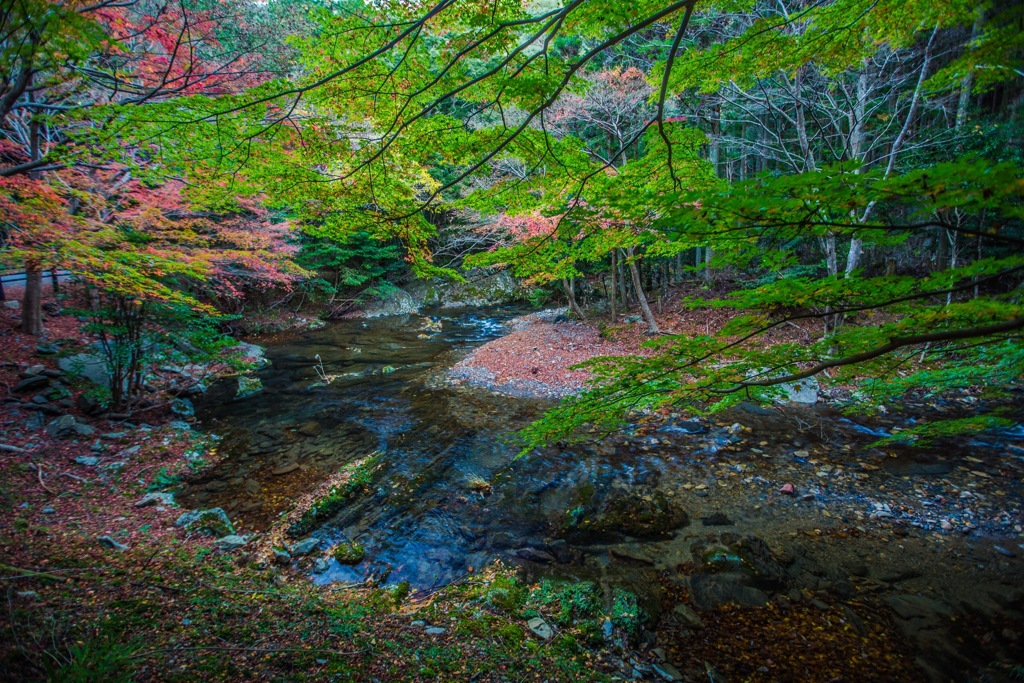 長崎県対馬市 紅葉街道