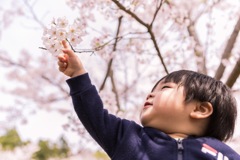 満開の桜の下で！