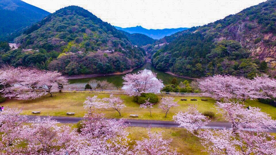 桜 空撮