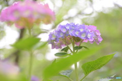 pastel rainy season