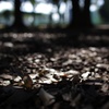 公園散策