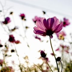 秋桜