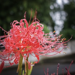 雨に濡れながら。