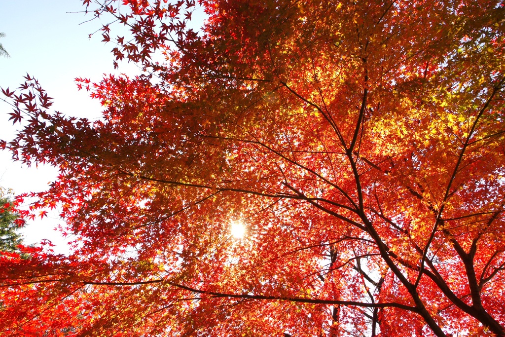 紅と黄色と太陽と。