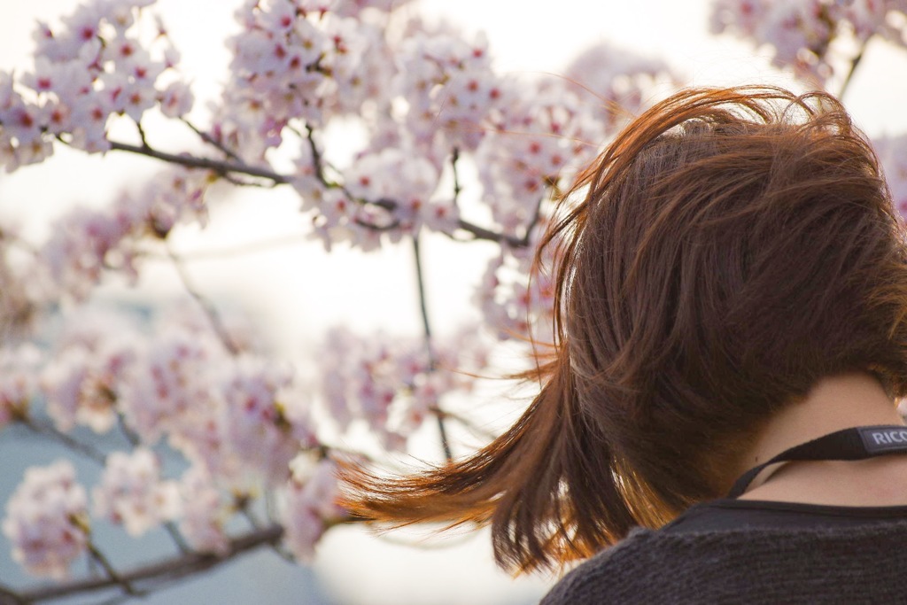 春風と桜