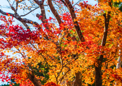 高野山紅葉