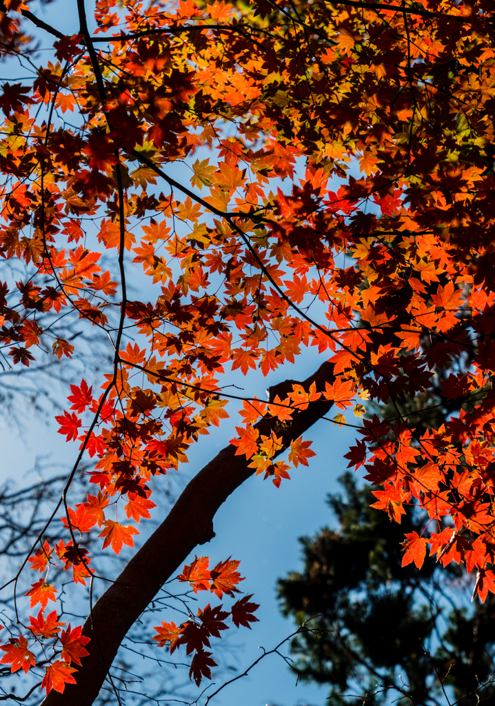 金剛山本道の紅葉