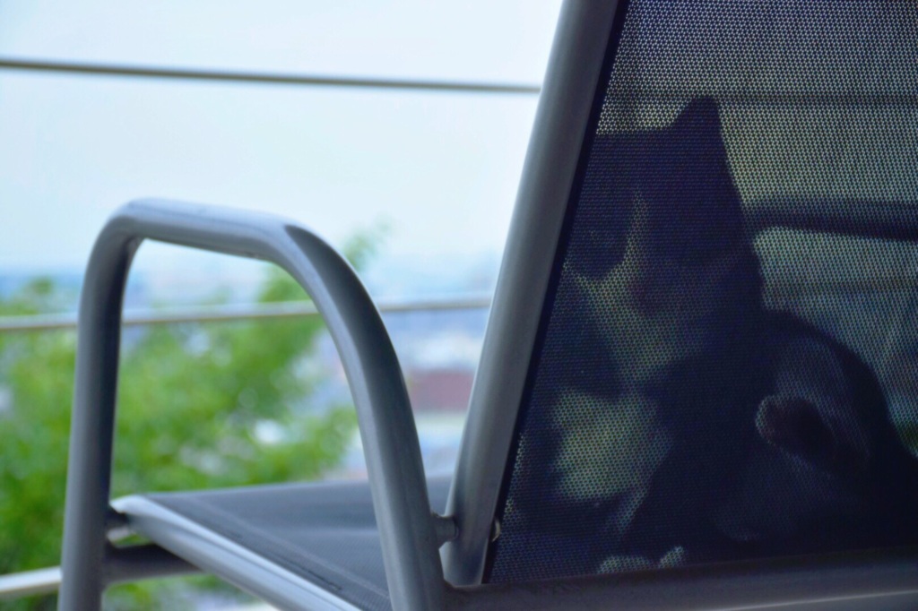 夏と猫
