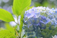 紫陽花
