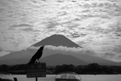 遠吠え