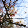 開花
