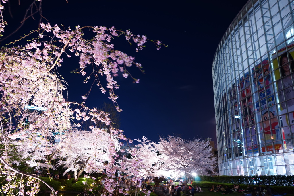 夜桜