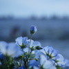 蕾