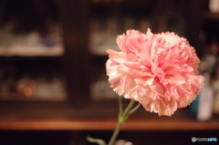 BARに咲く花