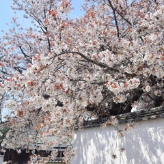 2019 桜 