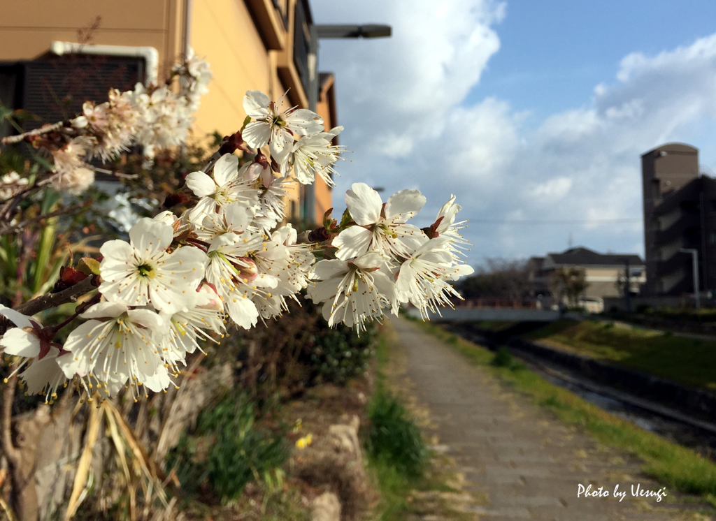 20170324_早生桜