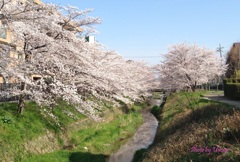 20140409_防賀の流れに桜咲く
