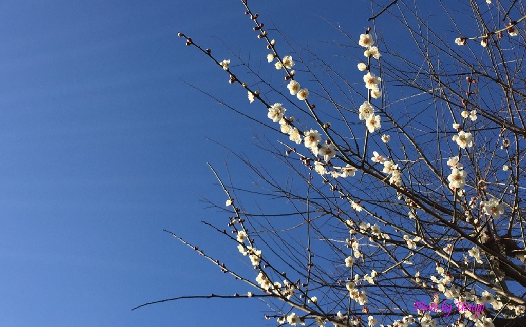 20160401_紺碧に白梅花