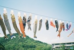 こいのぼり
