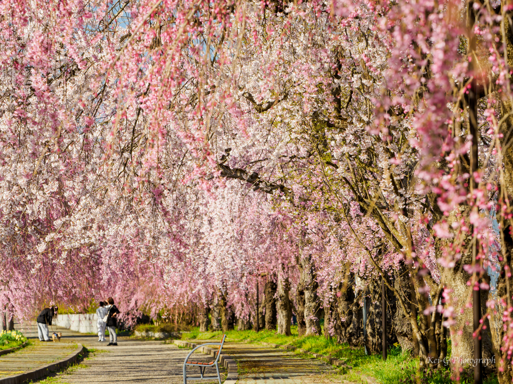 しだれ桜 4