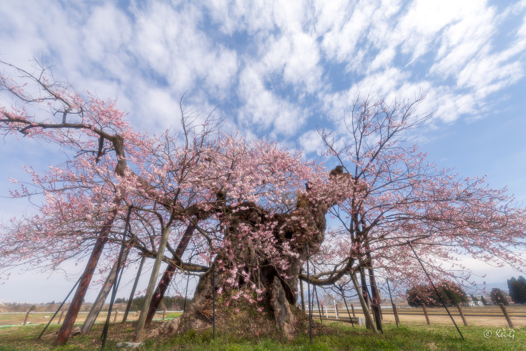 米沢千歳桜