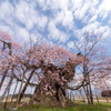 米沢千歳桜