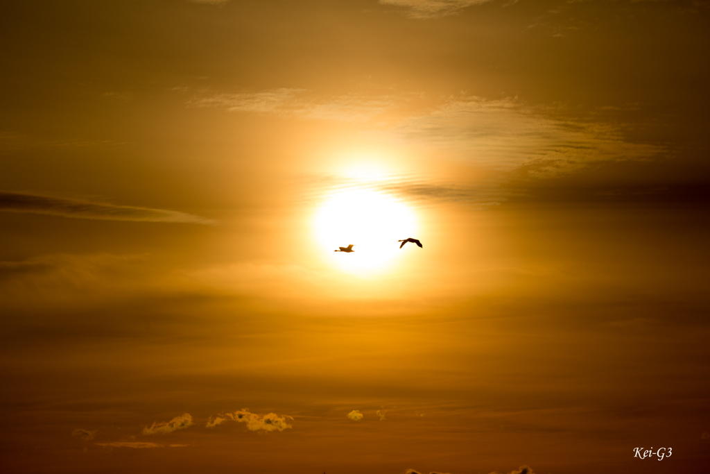 白鳥と夕日