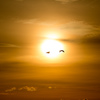 白鳥と夕日