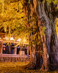 新宮熊野神社