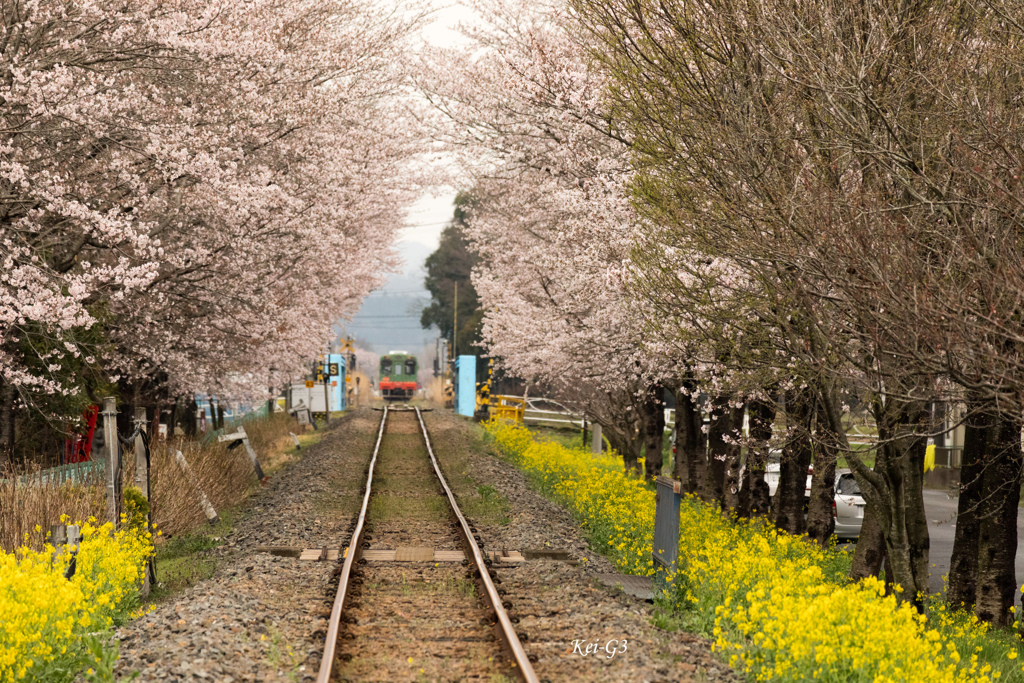 真岡鐵道 さくらのトンネル