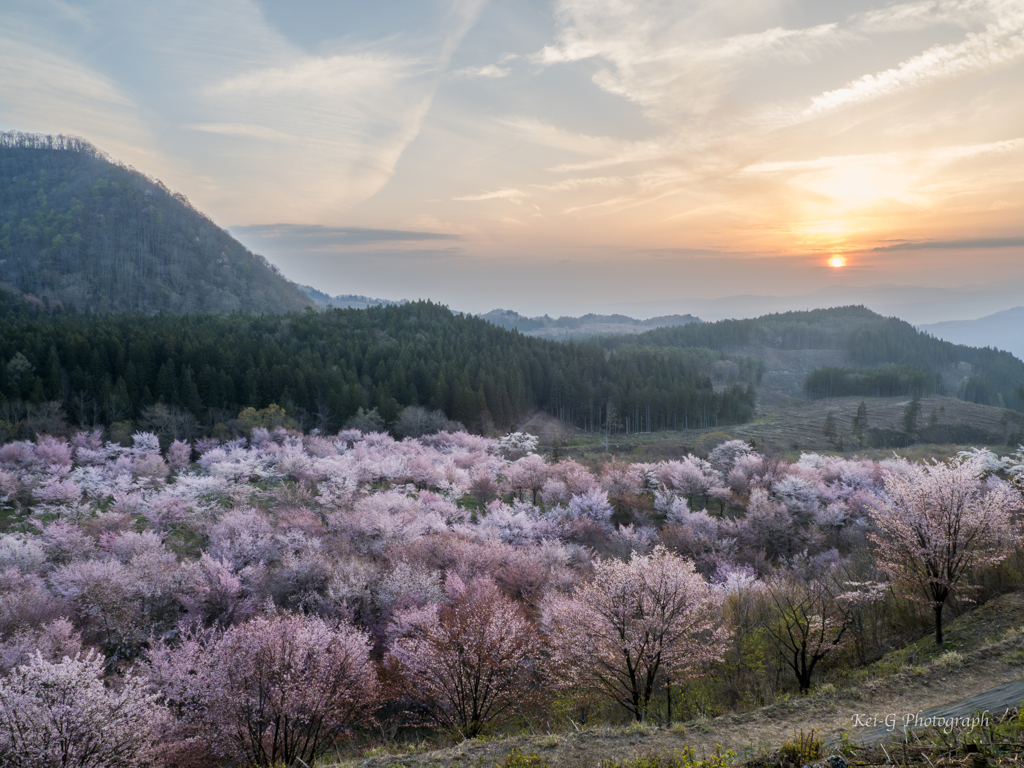 桜峠