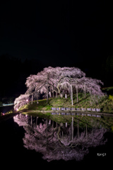 中島の地蔵桜