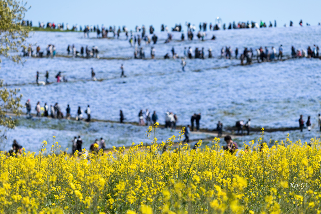 ひたち海浜公園