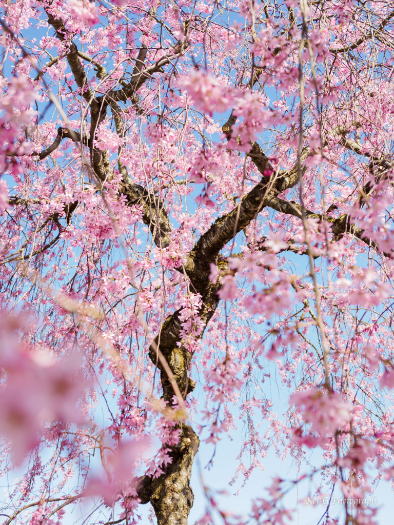 しだれ桜 3