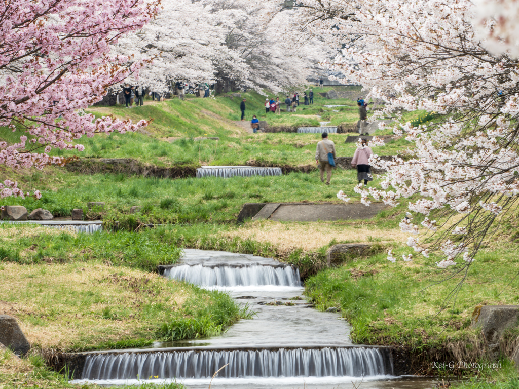 観音寺川 2